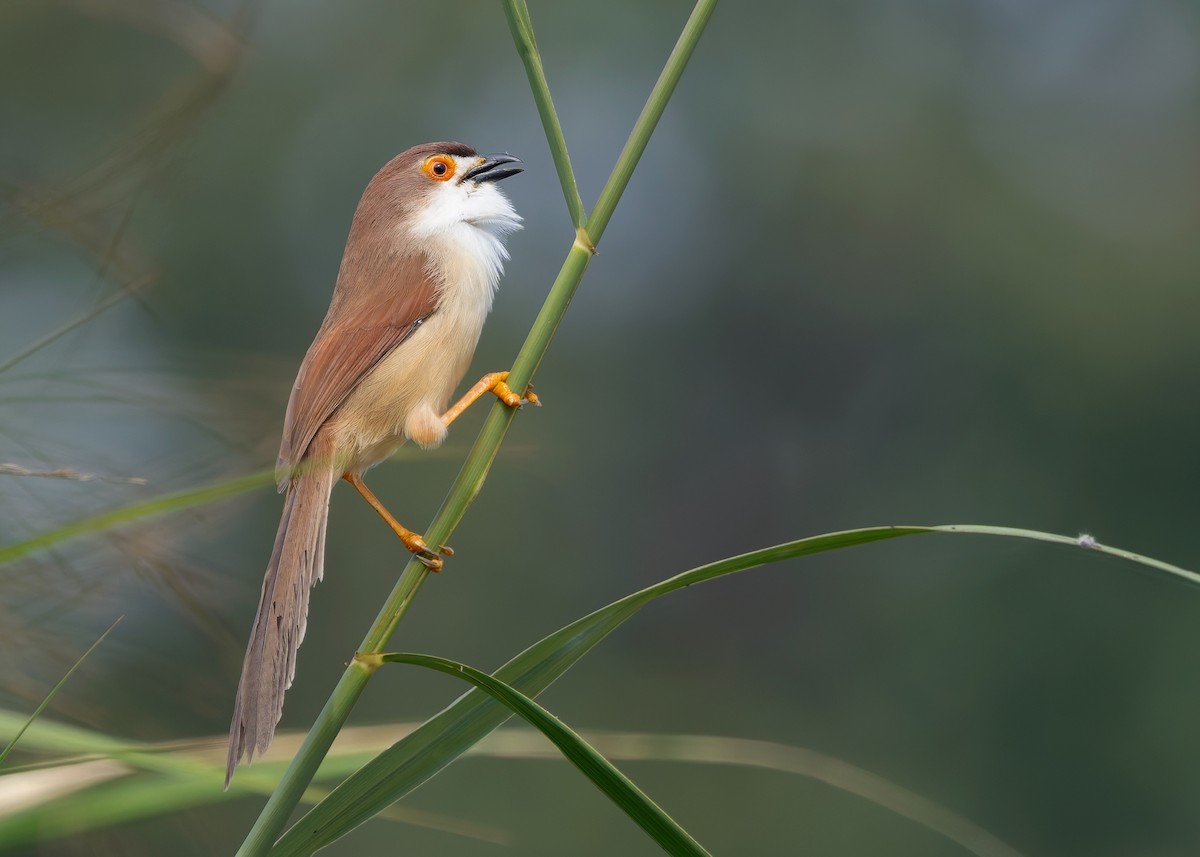 Yellow-eyed Babbler - ML635155413