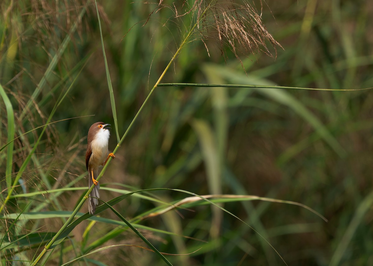Yellow-eyed Babbler - ML635155414