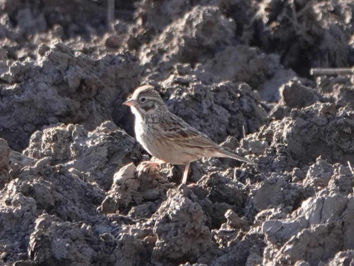 Vesper Sparrow - ML635155456