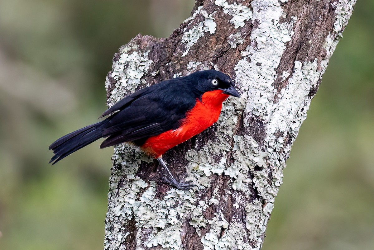 Black-headed Gonolek - ML635155549