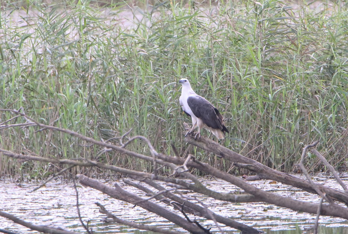 eBird Checklist - 6 May 2025 - Berrinba Wetlands - 54 species