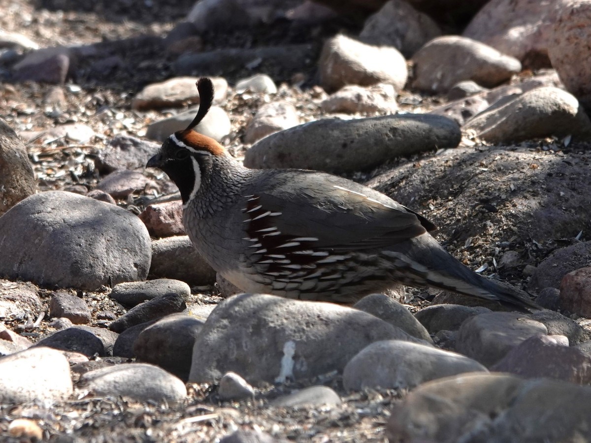 Gambel's Quail - ML635155721