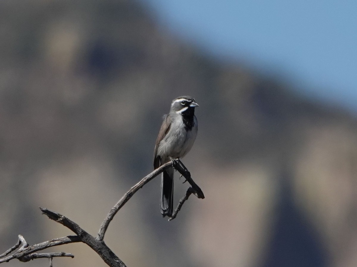 Black-throated Sparrow - ML635155725
