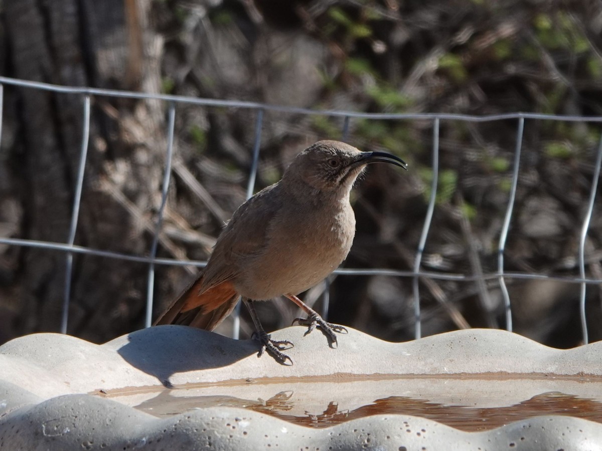 Crissal Thrasher - ML635155736