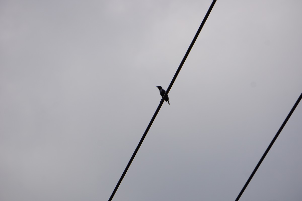 Asian Glossy Starling - ML635155737
