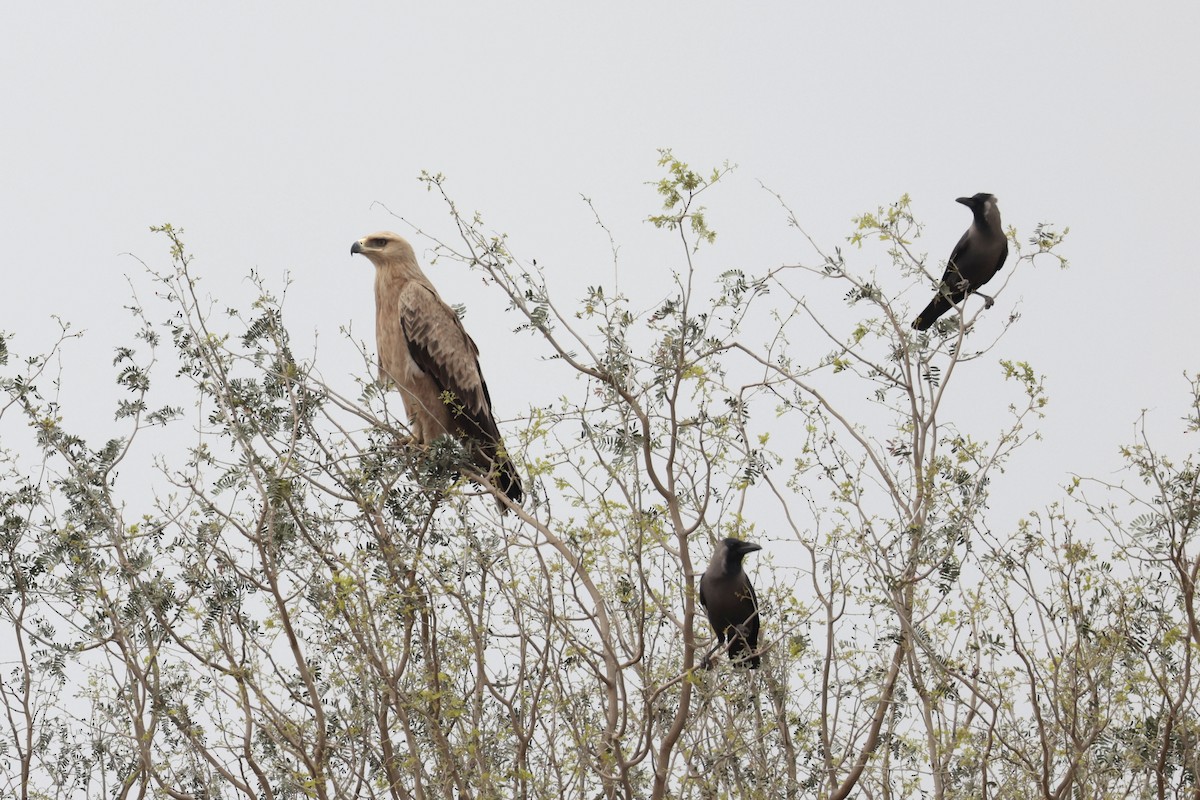 Tawny Eagle - ML635155751