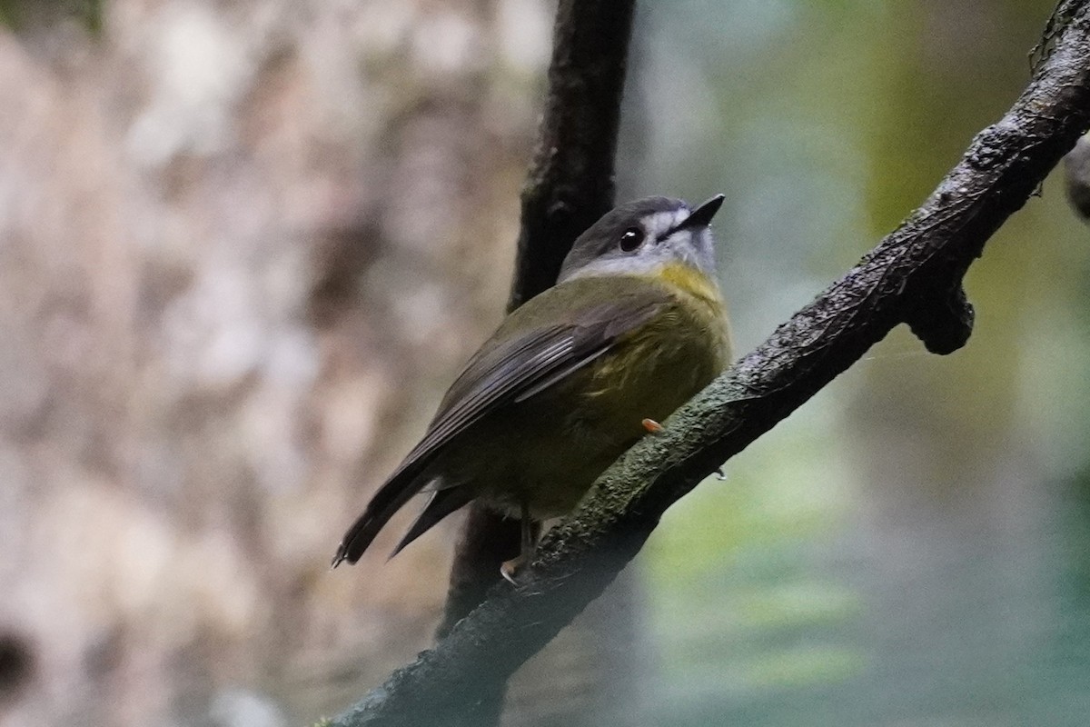 Pale-yellow Robin - ML635155775