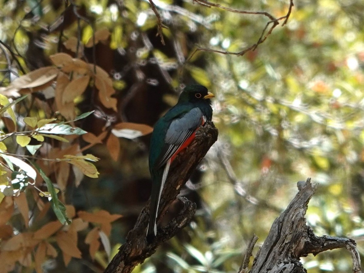 Coppery-tailed Trogon - ML635155779