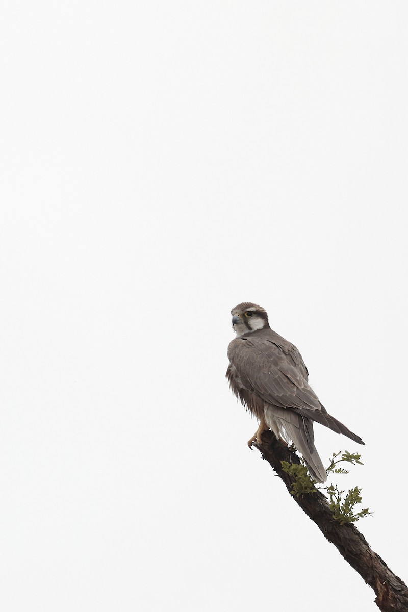 Laggar Falcon - ML635155788