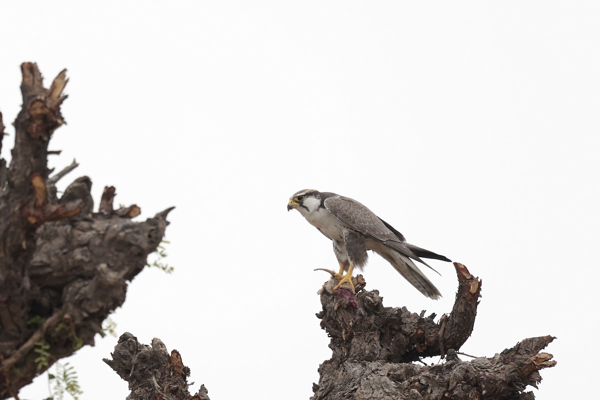 Laggar Falcon - ML635155789