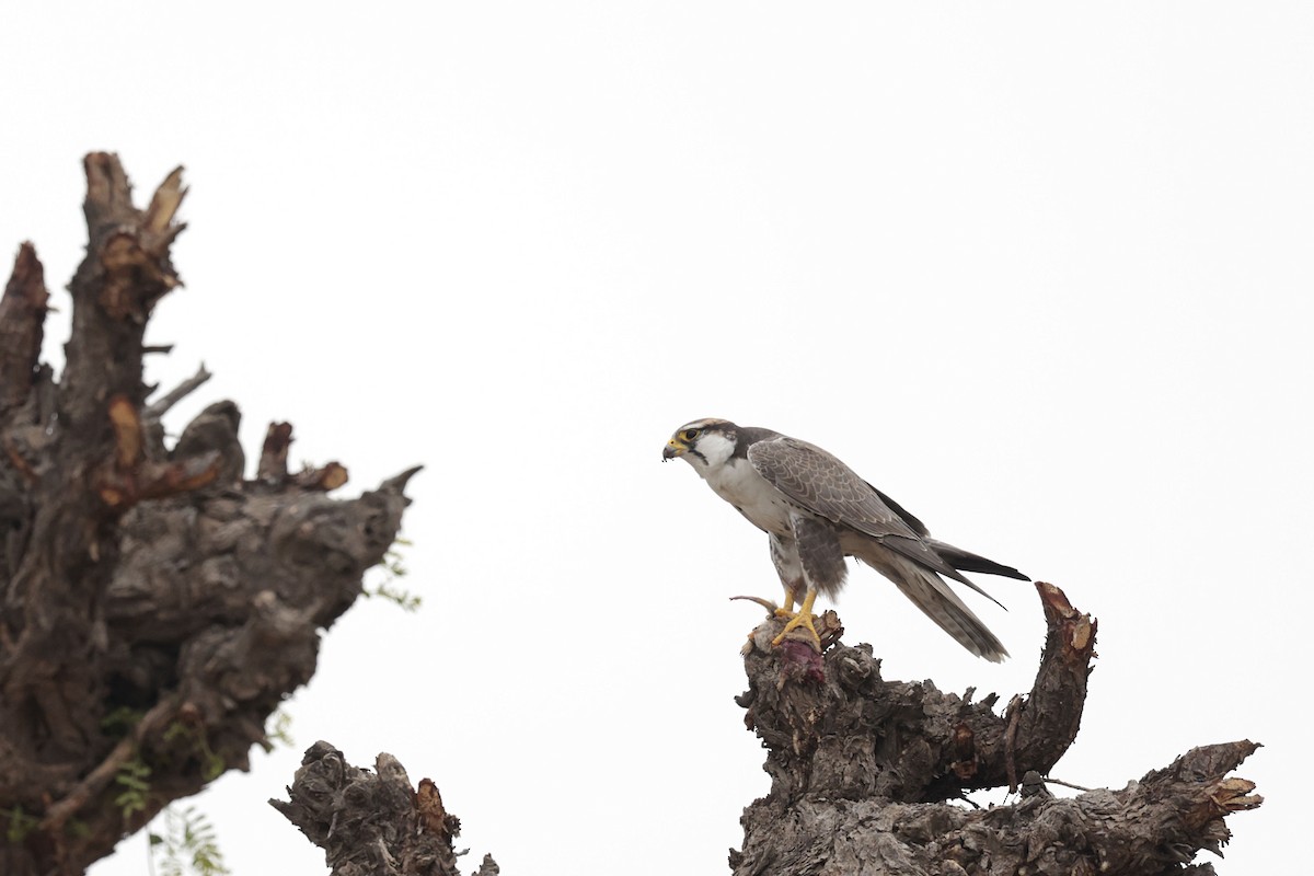 Laggar Falcon - ML635155790