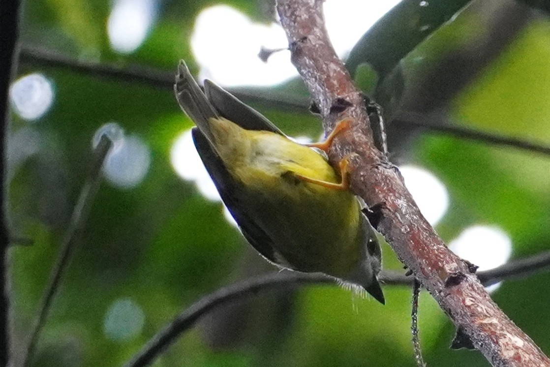 Pale-yellow Robin - ML635155813