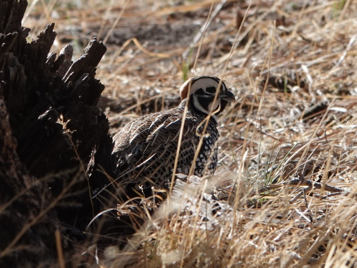 Montezuma Quail - ML635155864