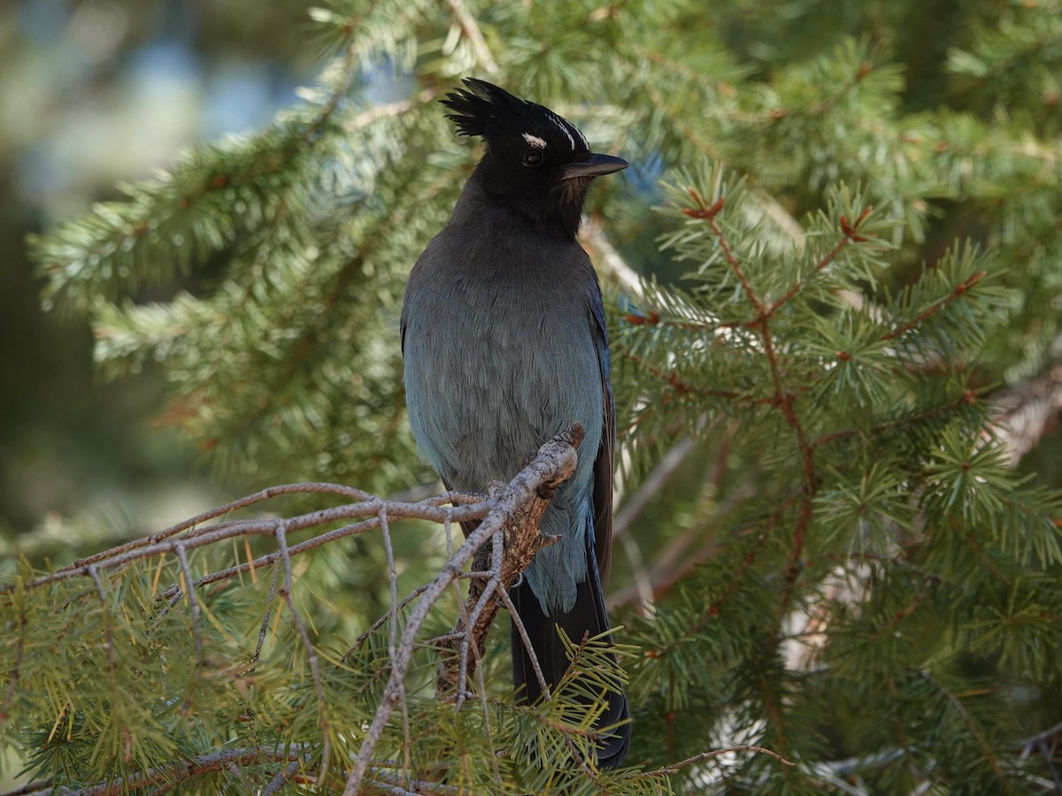 Steller's Jay - ML635155866