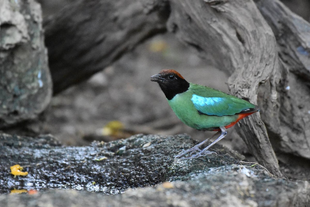 Western Hooded Pitta - ML635155969