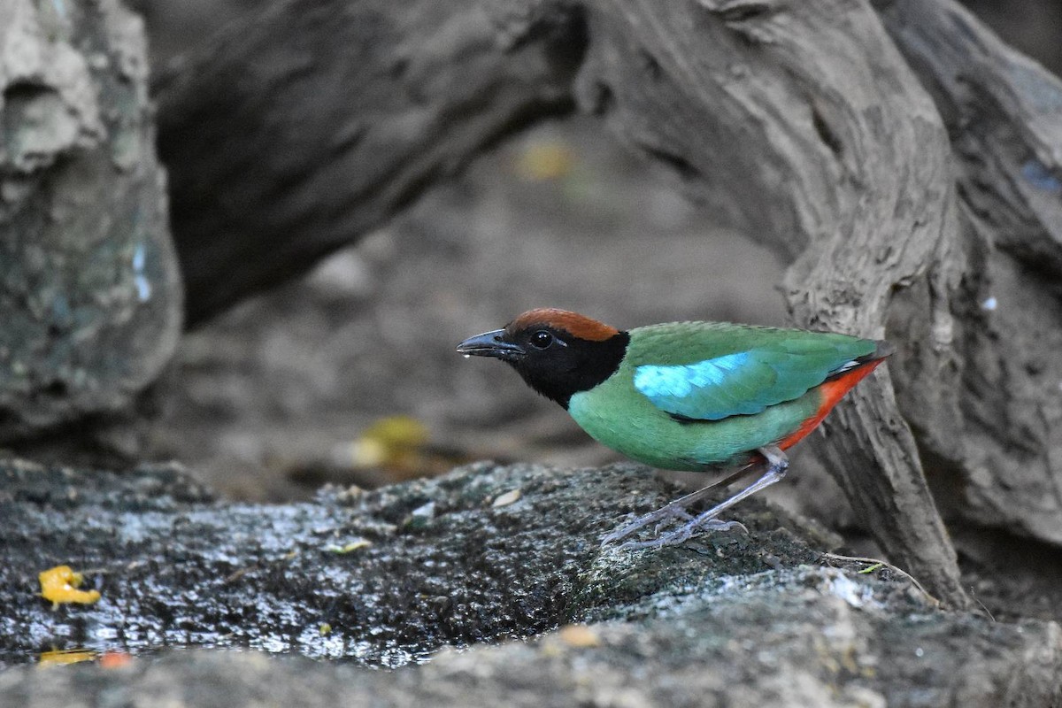 Western Hooded Pitta - ML635155970