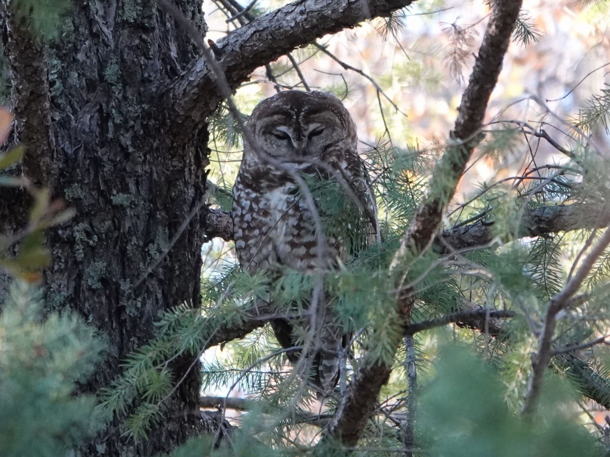 Spotted Owl - ML635155985