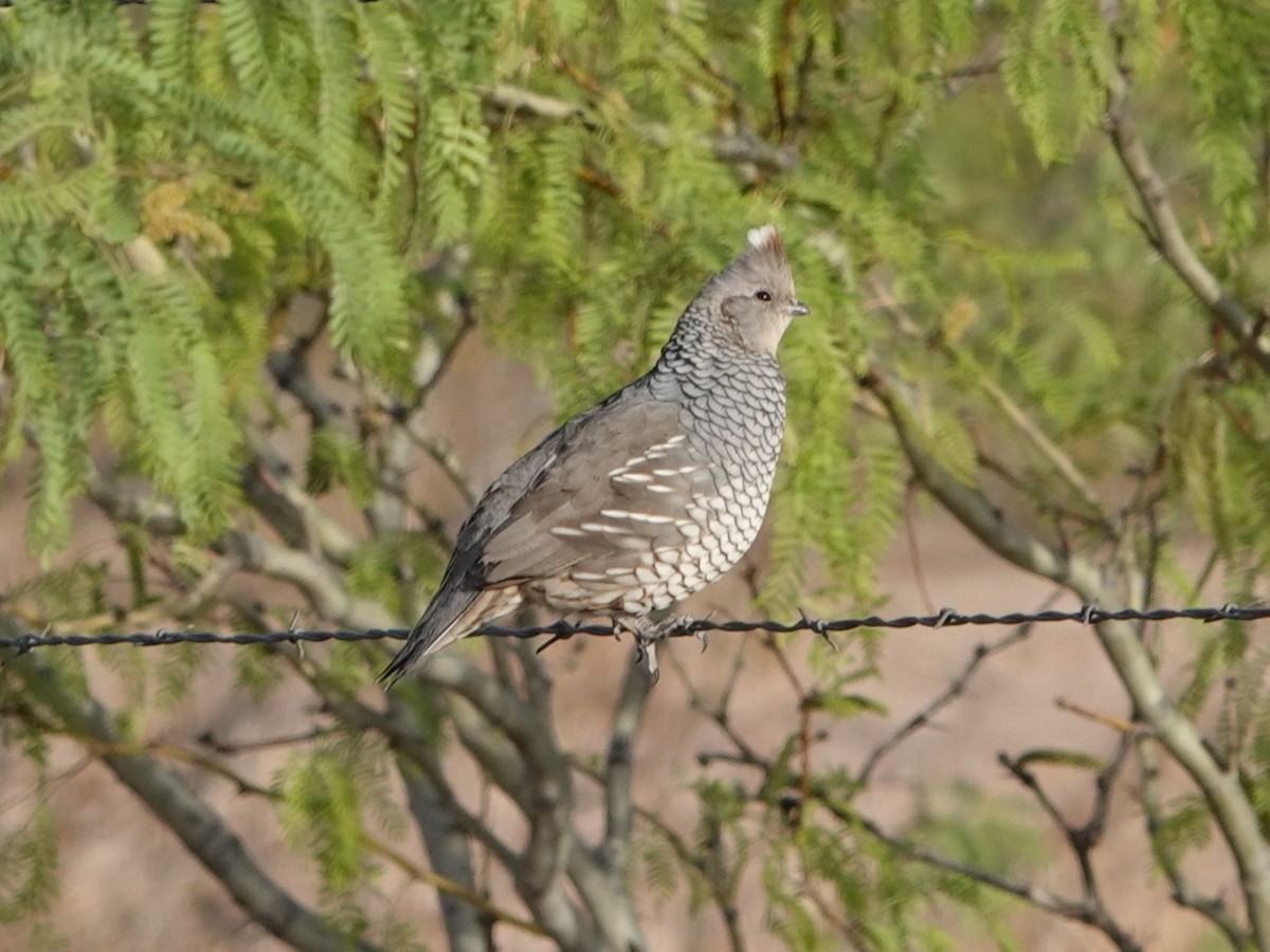 Scaled Quail - ML635156001