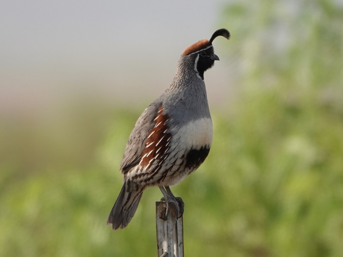 Gambel's Quail - ML635156002