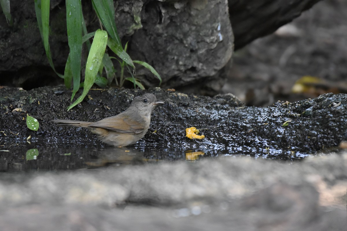 Brown-cheeked Fulvetta - ML635156003