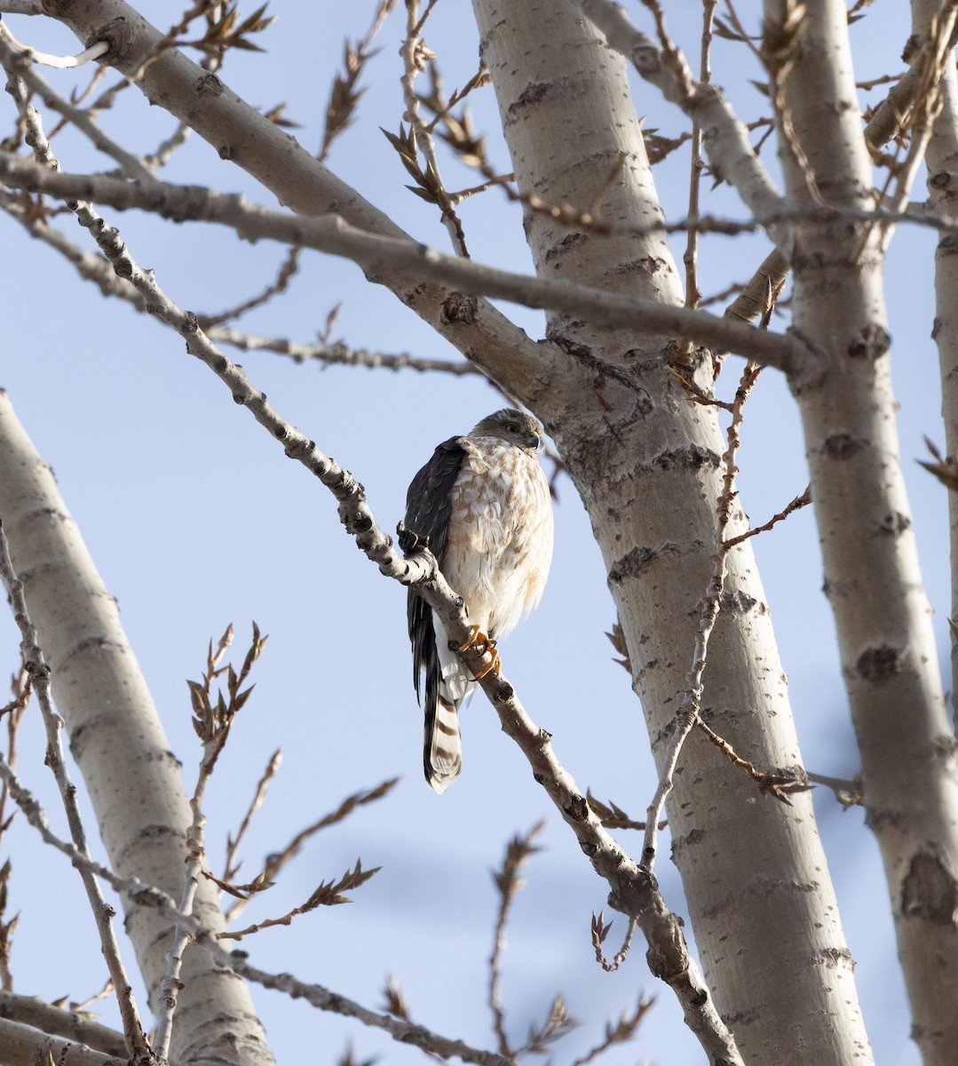 Sharp-shinned Hawk - ML635156047