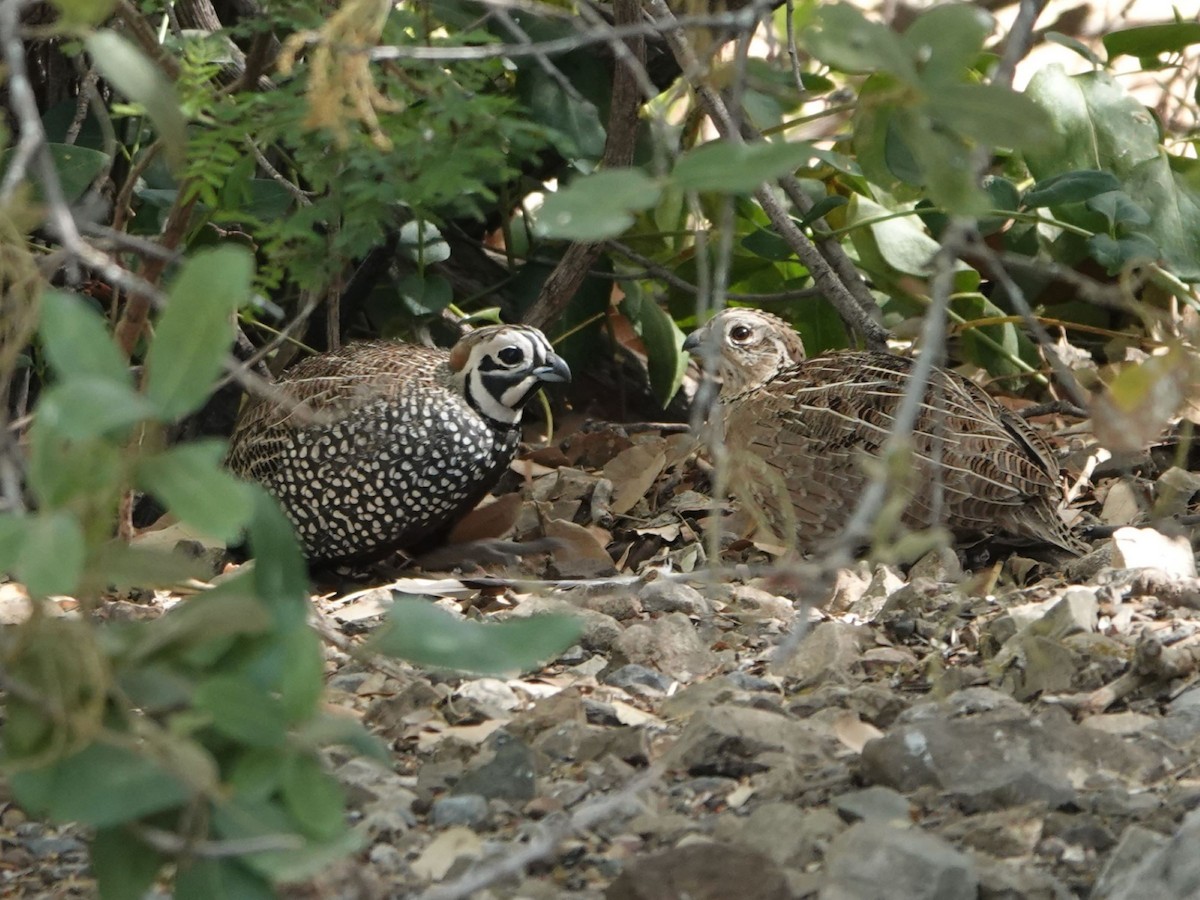 Montezuma Quail - ML635156060