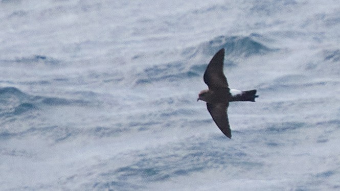 Wilson's Storm-Petrel - ML635156107