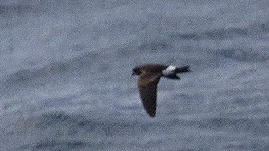 Wilson's Storm-Petrel - ML635156108