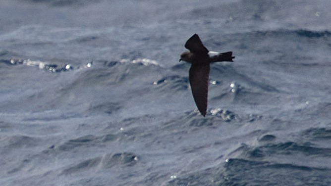 Wilson's Storm-Petrel - ML635156110