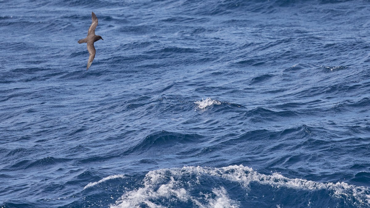 Great-winged Petrel - ML635156114