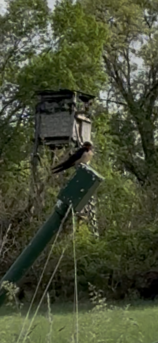 Barn Swallow - ML635156174