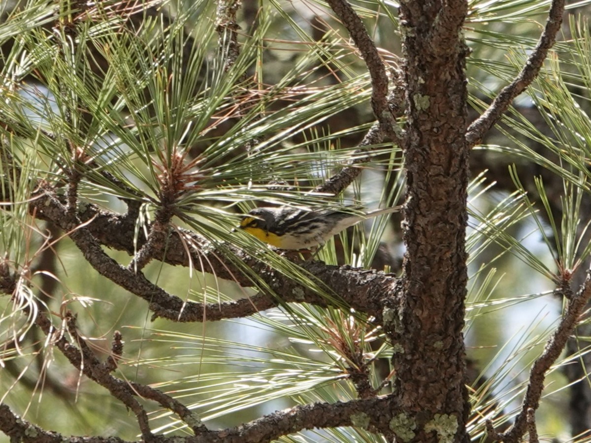 Grace's Warbler - ML635156265