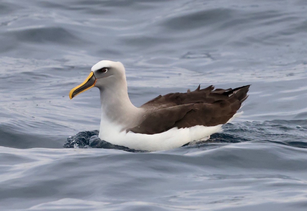 Buller's Albatross - ML635156282