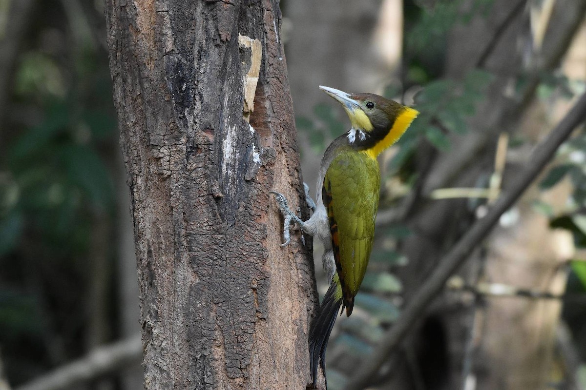 Greater Yellownape - ML635156283