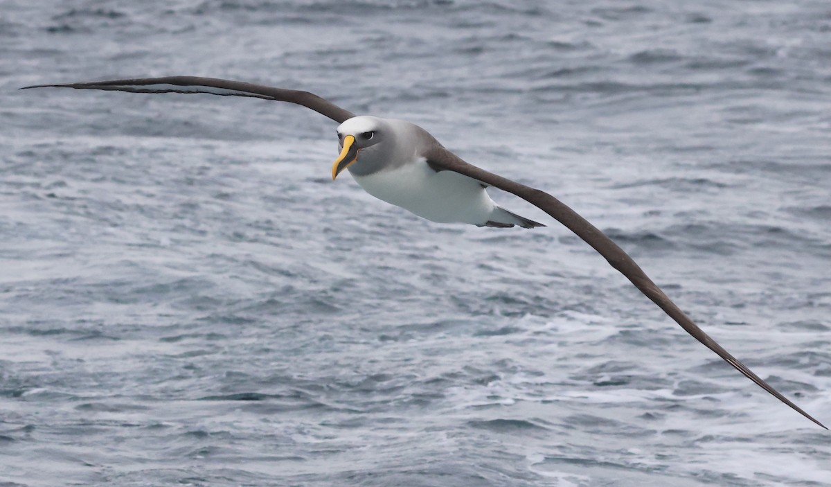 Buller's Albatross - ML635156288