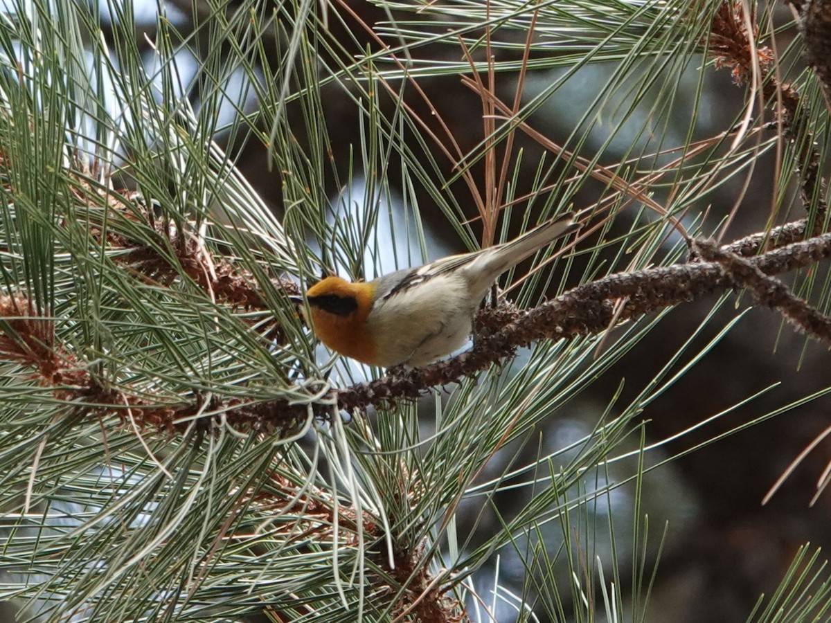 Olive Warbler - ML635156293