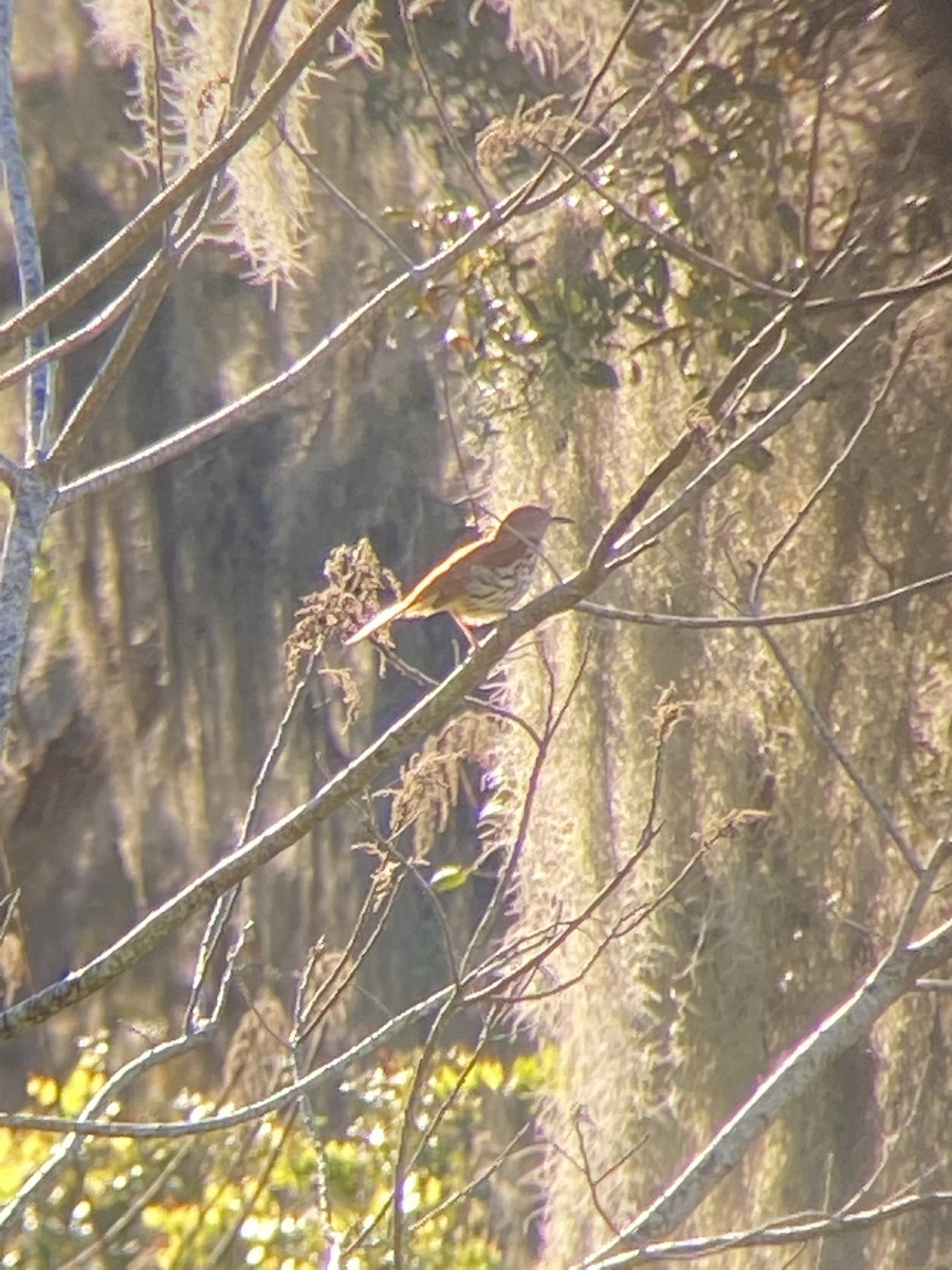 Brown Thrasher - ML635156346