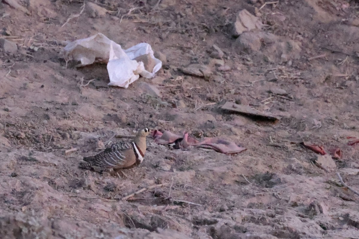 Painted Sandgrouse - ML635156348