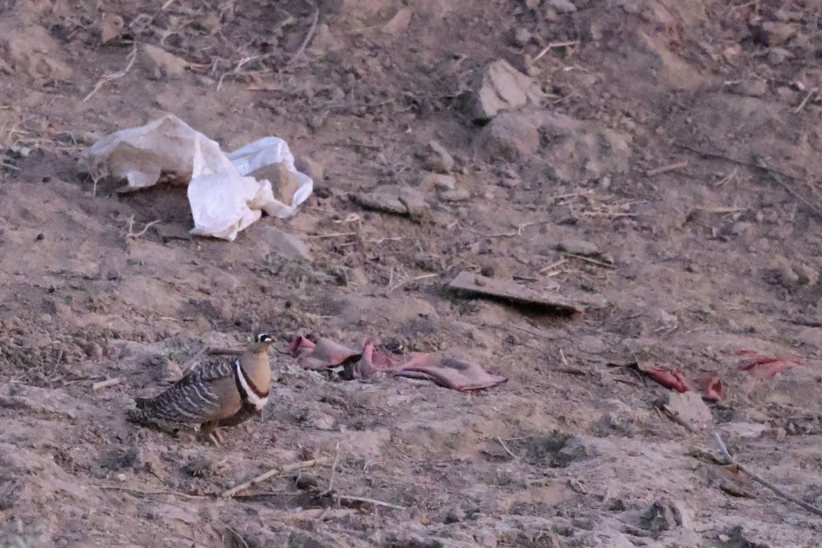 Painted Sandgrouse - ML635156349