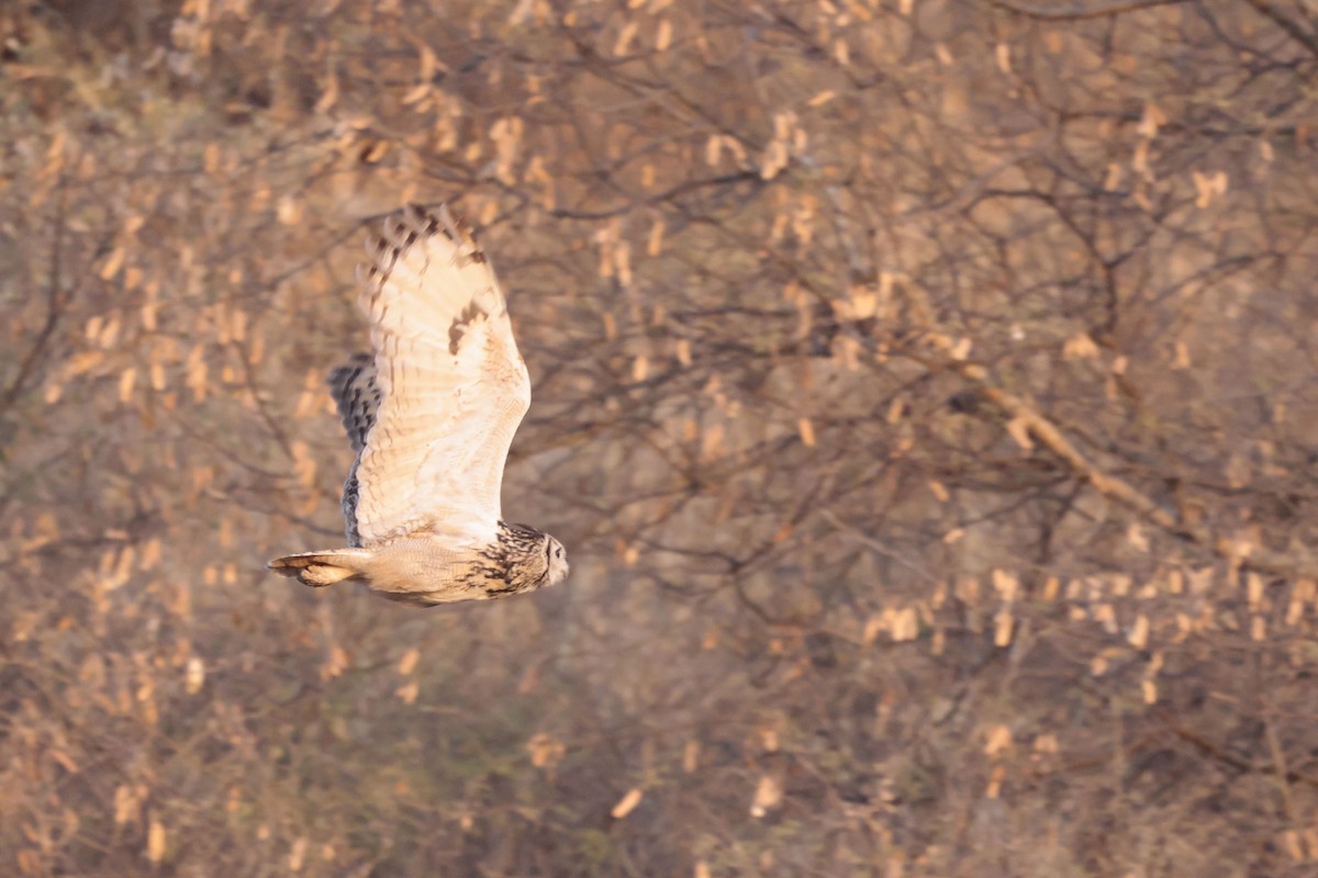 Rock Eagle-Owl - ML635156365