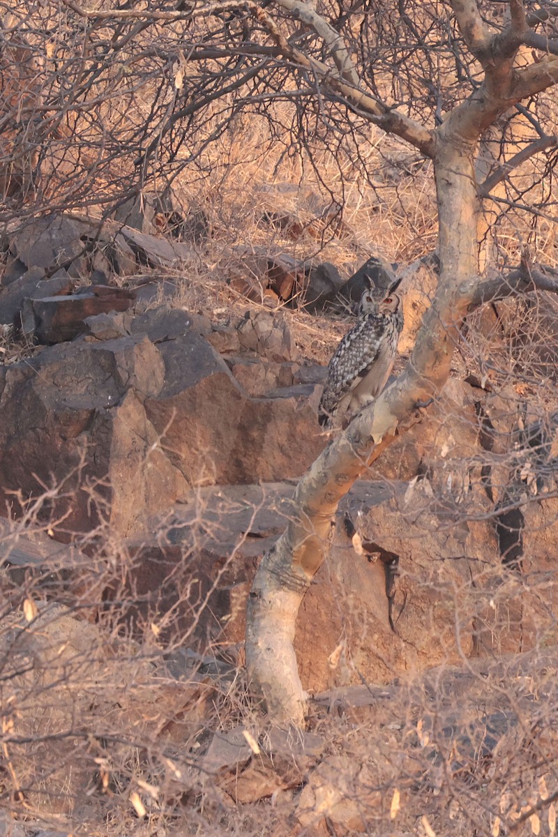 Rock Eagle-Owl - ML635156366