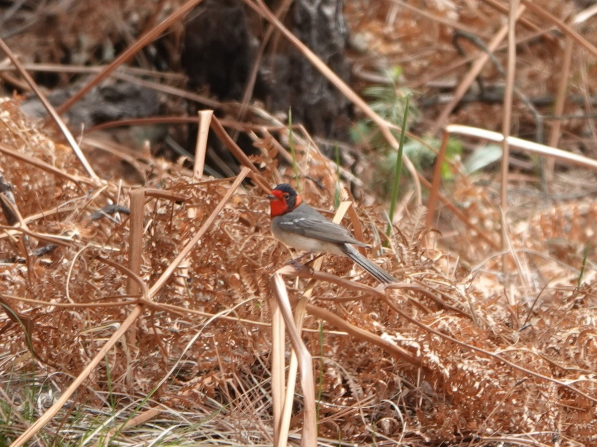 Red-faced Warbler - ML635156368