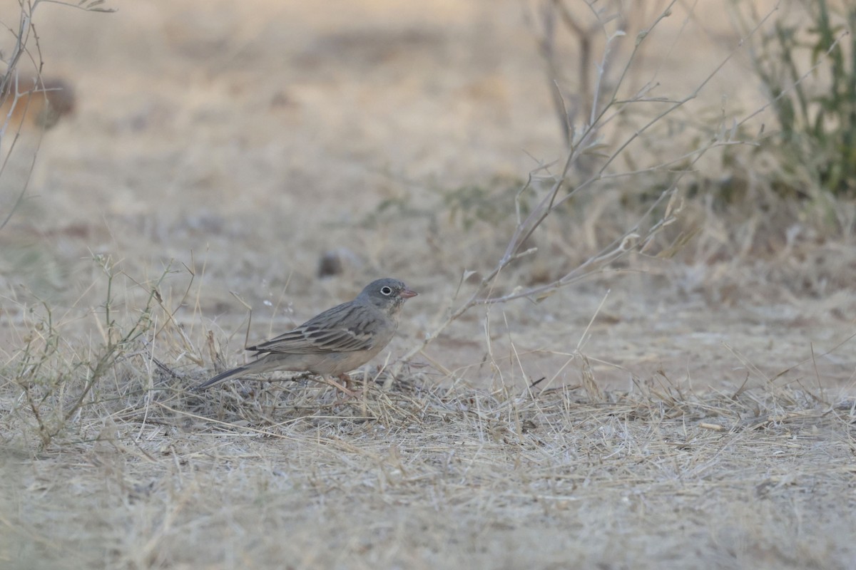 Gray-necked Bunting - ML635156369