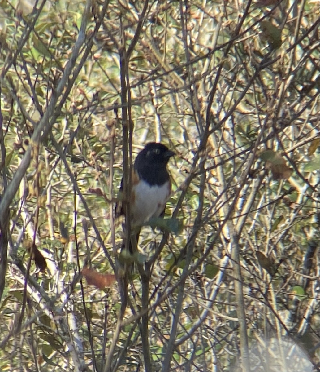 Eastern Towhee - ML635156377