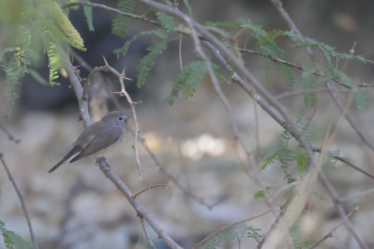 Red-breasted Flycatcher - ML635156401
