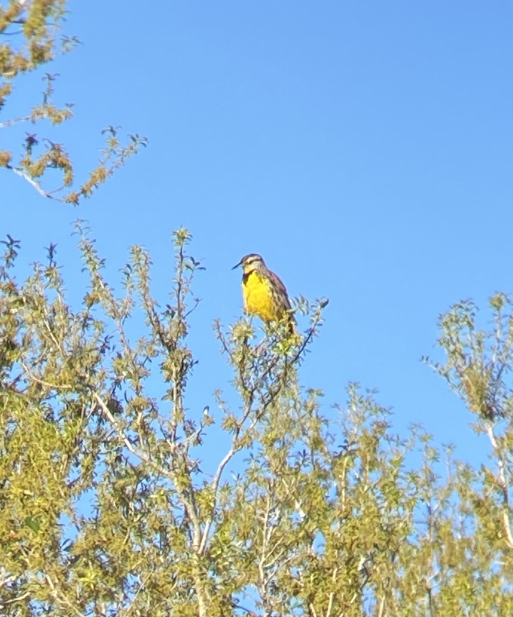 Eastern Meadowlark - ML635156406