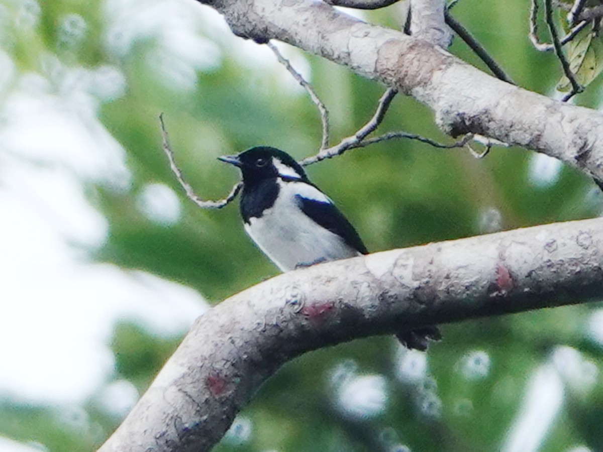 Manus Monarch - ML635156545