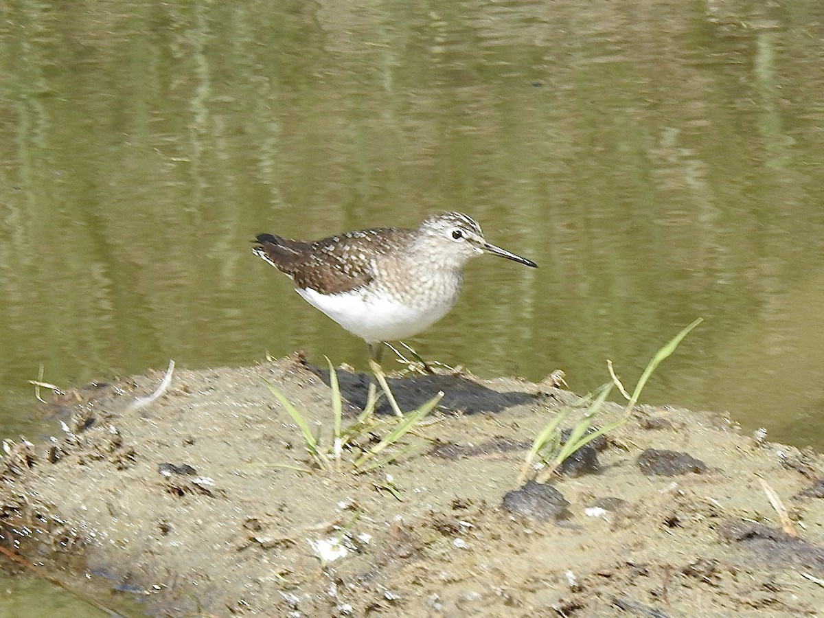 eremittsnipe - ML635156547