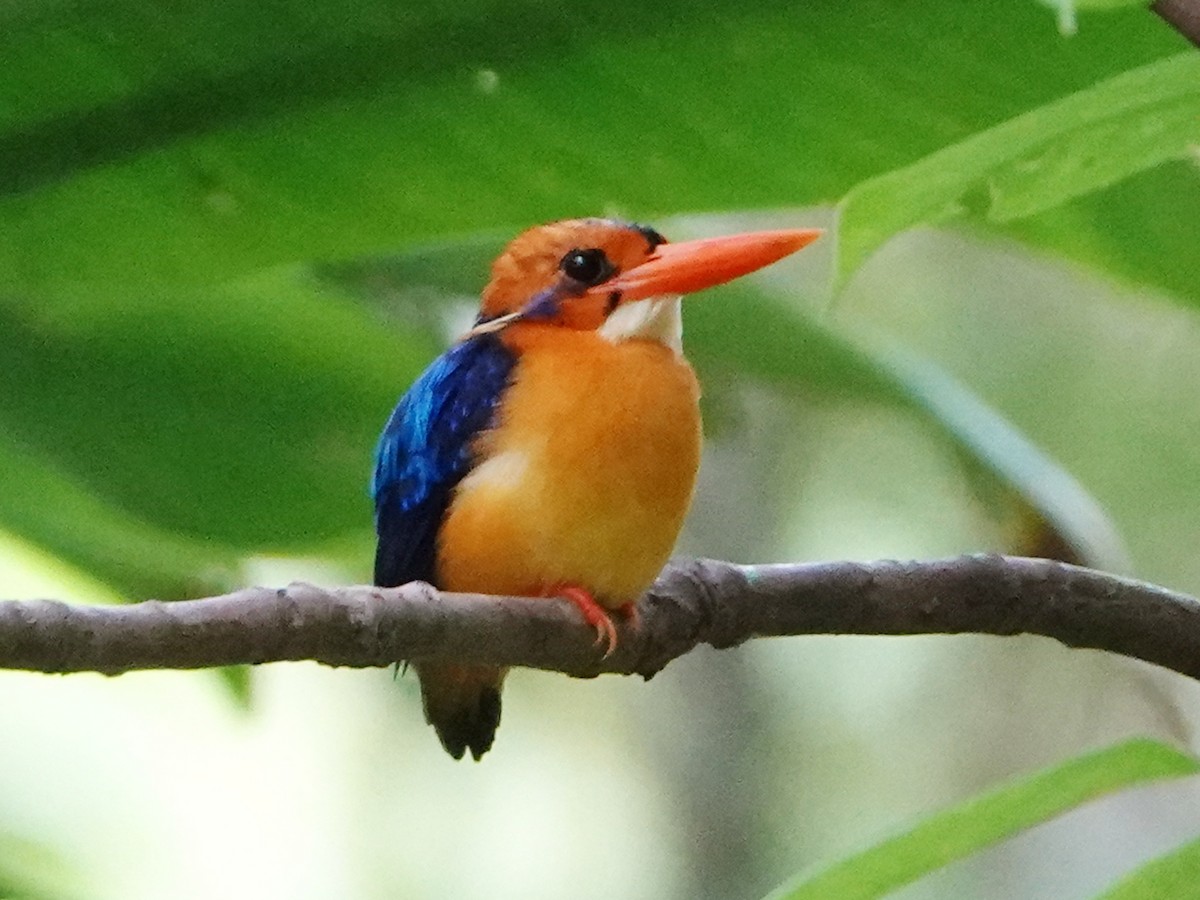 Martin-pêcheur de Manus - ML635156549