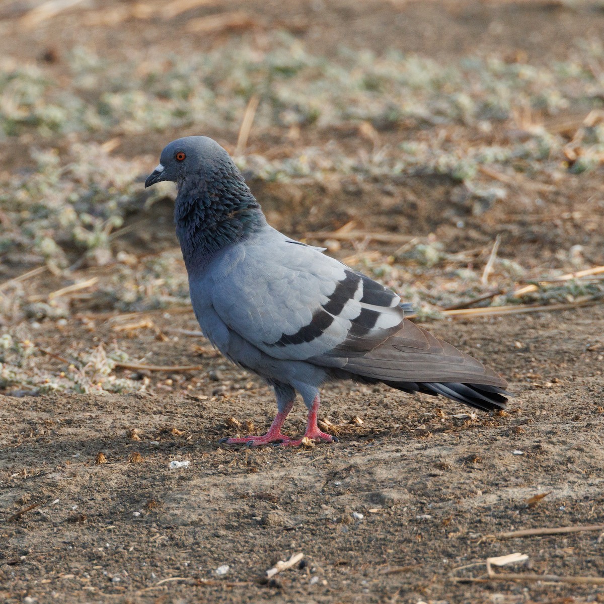 野鴿(野化) - ML635156611